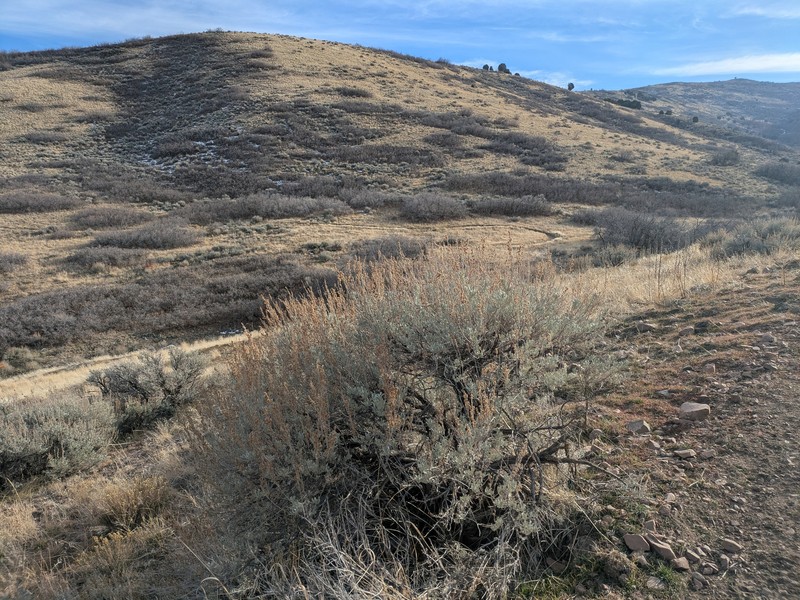 Artemisia tridentata subsp. wyomingensis photo 4
