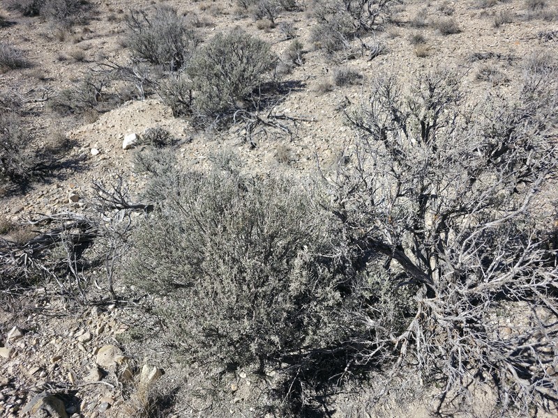 Artemisia tridentata subsp. wyomingensis photo 5