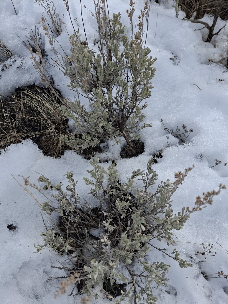 Artemisia tridentata subsp. wyomingensis photo 6