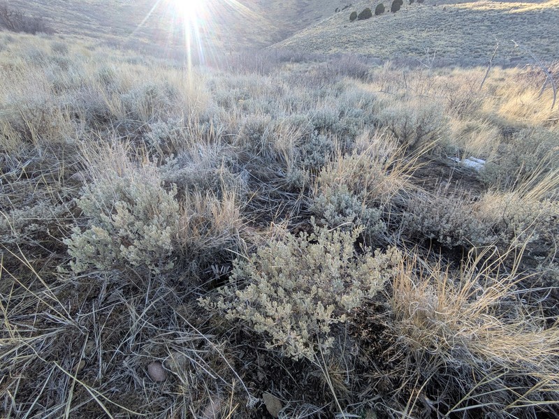 Artemisia tridentata subsp. wyomingensis photo 8