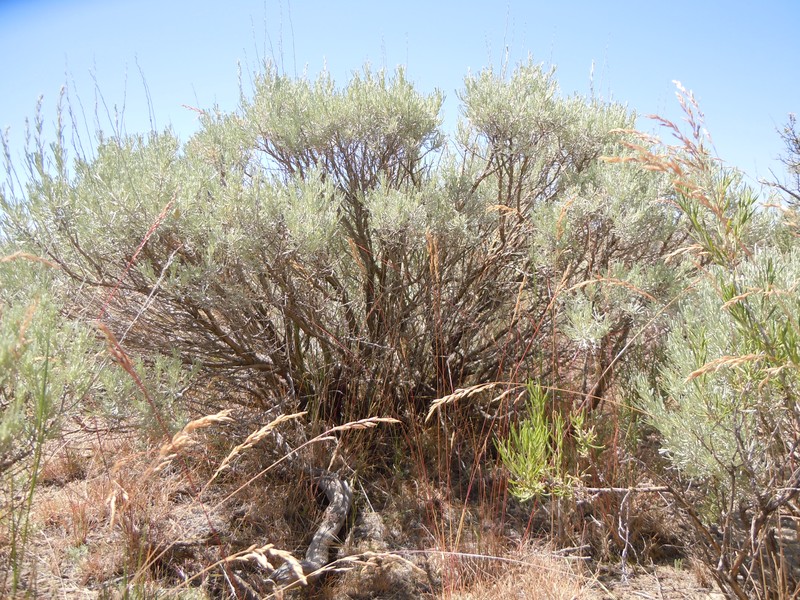 Threetip Sagebrush