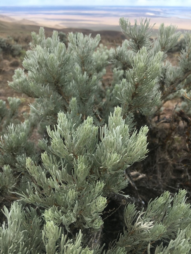 Threetip Sagebrush photo 2