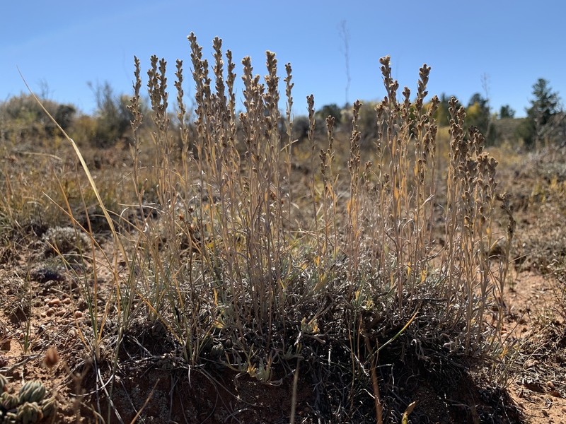 Threetip Sagebrush photo 3