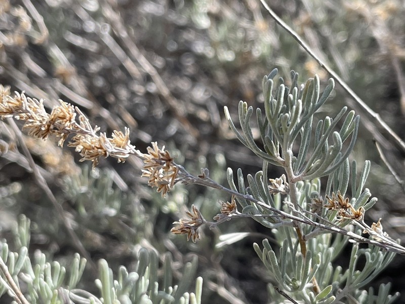 Threetip Sagebrush photo 4