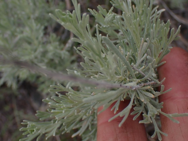 Threetip Sagebrush photo 5