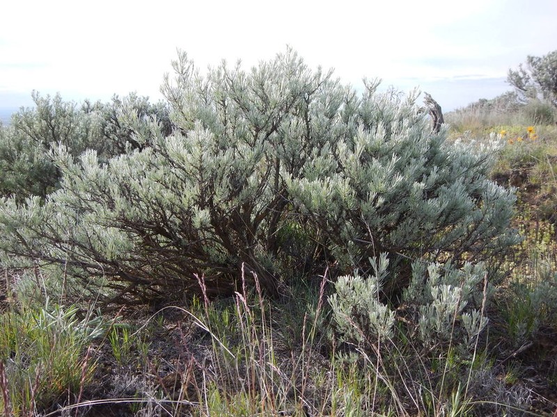 Threetip Sagebrush photo 6