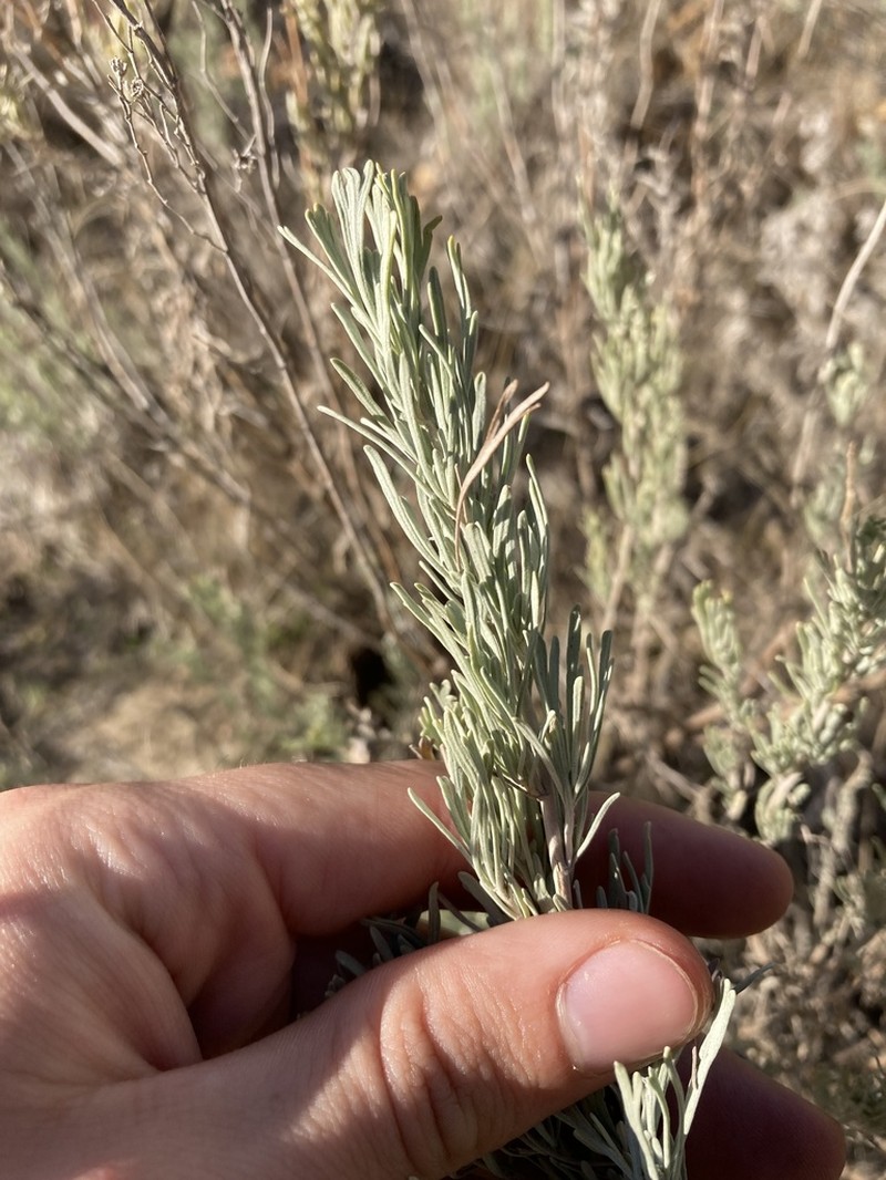 Threetip Sagebrush photo 7