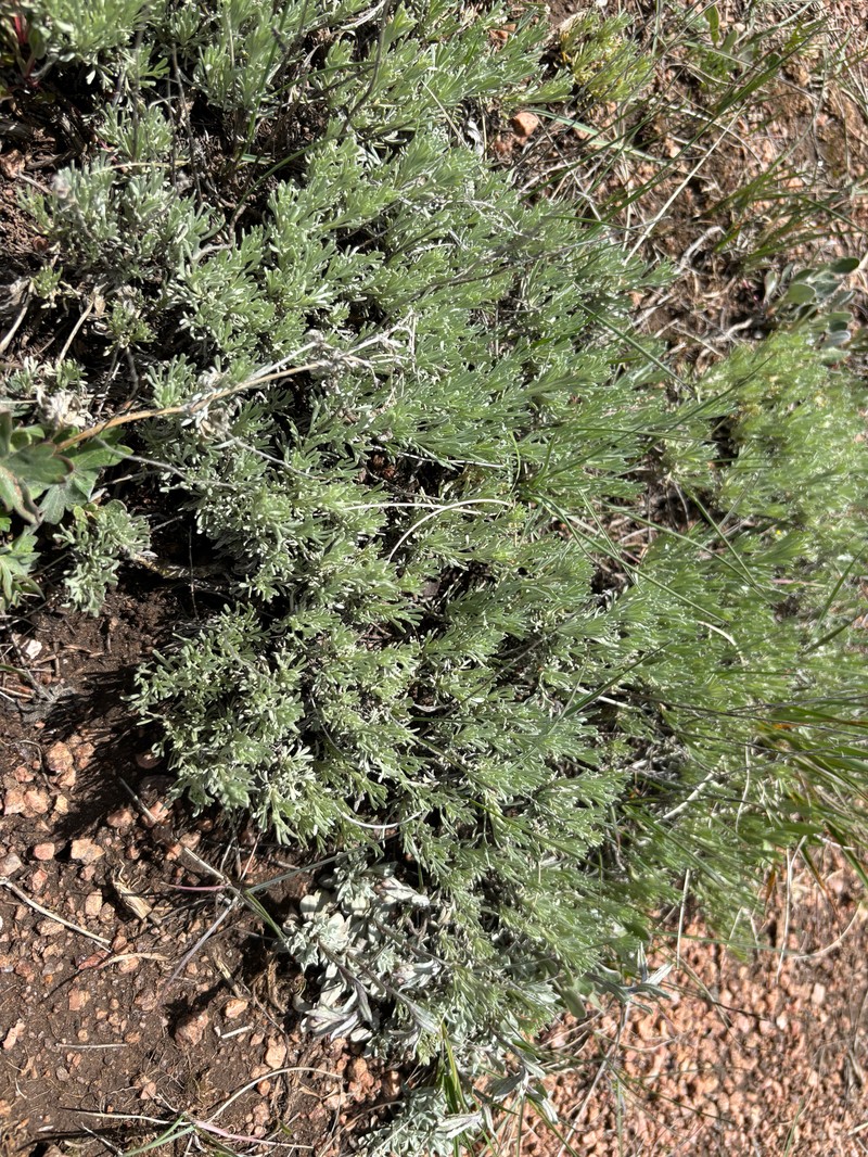 Artemisia tripartita subsp. rupicola