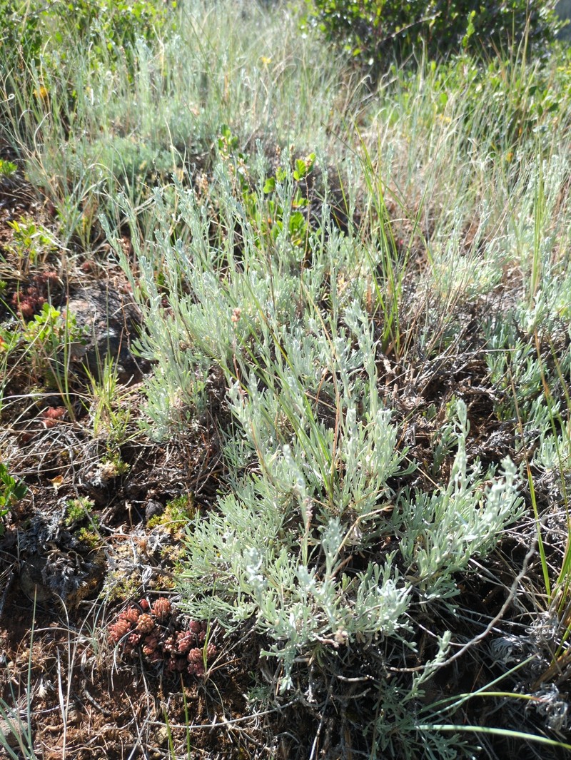 Artemisia tripartita subsp. rupicola photo 2