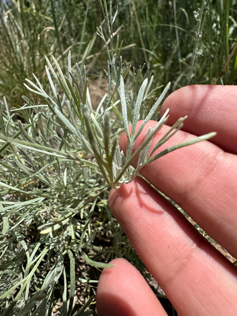 Artemisia tripartita subsp. rupicola photo 3