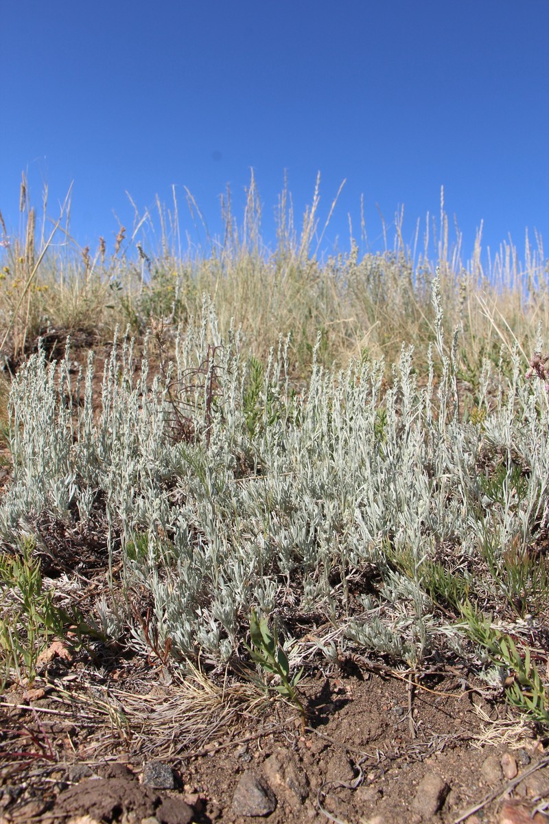 Artemisia tripartita subsp. rupicola photo 4