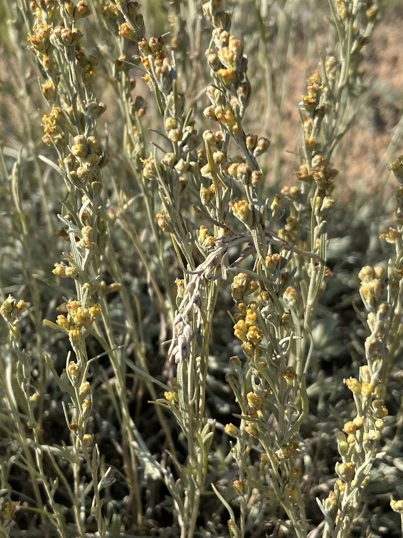 Artemisia tripartita subsp. rupicola photo 6
