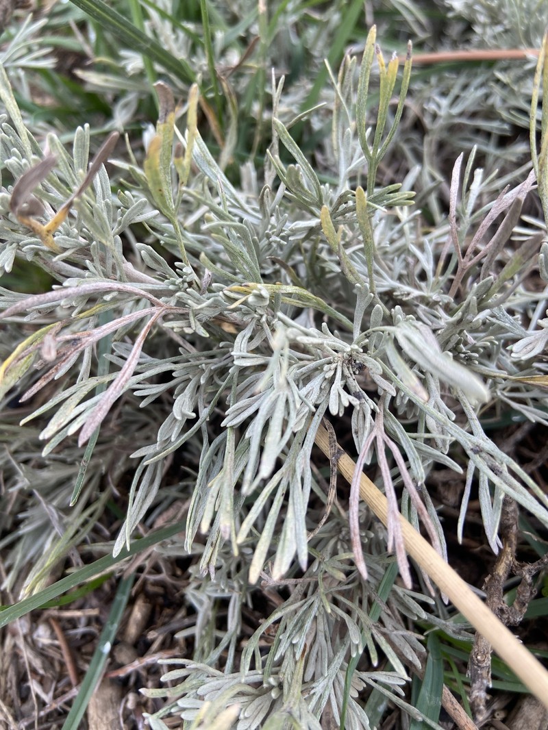 Artemisia tripartita subsp. rupicola photo 7