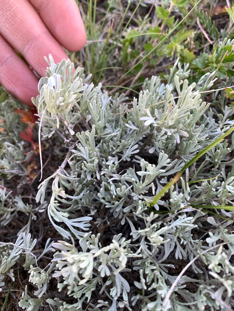 Artemisia tripartita subsp. rupicola photo 8