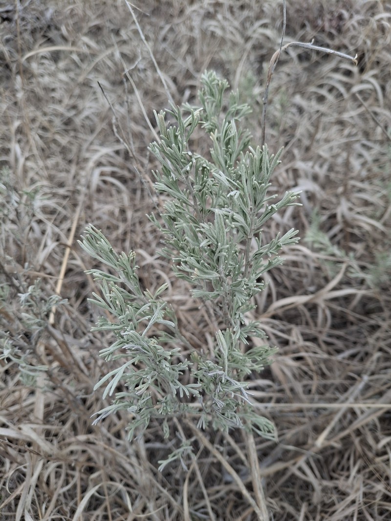 Artemisia tripartita subsp. tripartita