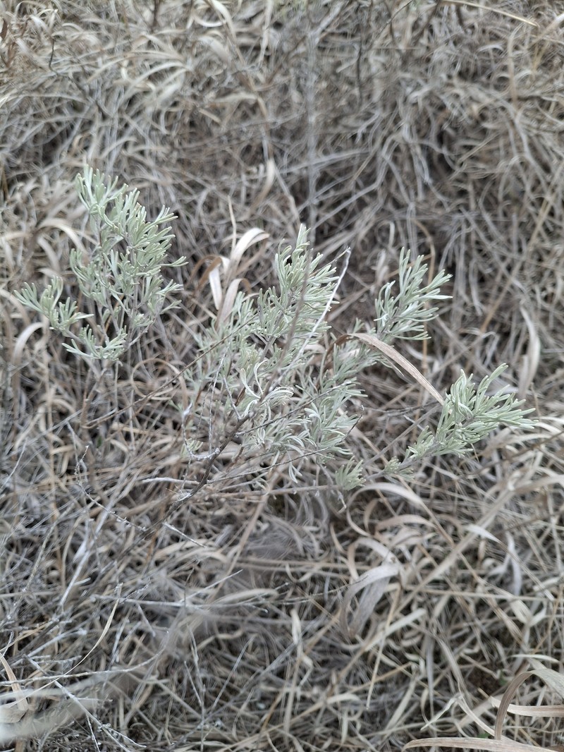 Artemisia tripartita subsp. tripartita photo 2
