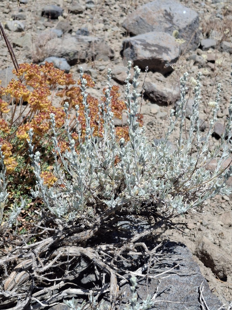 Artemisia tripartita subsp. tripartita photo 3