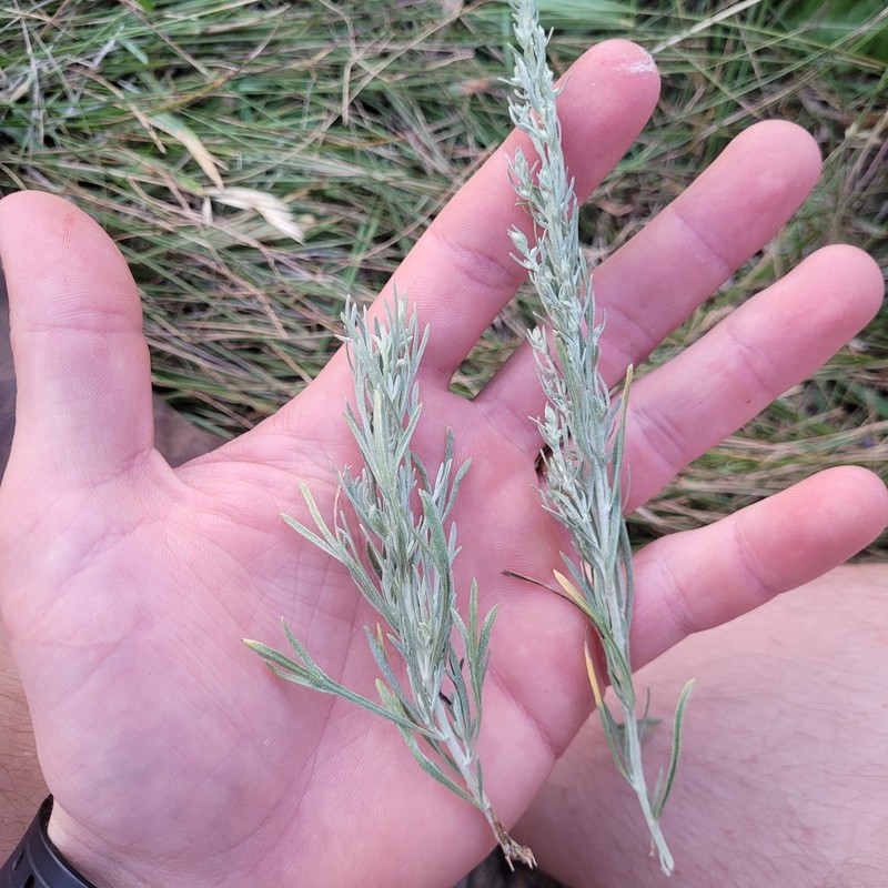 Artemisia tripartita subsp. tripartita photo 4