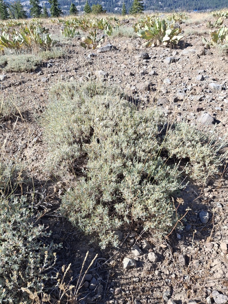 Artemisia tripartita subsp. tripartita photo 5
