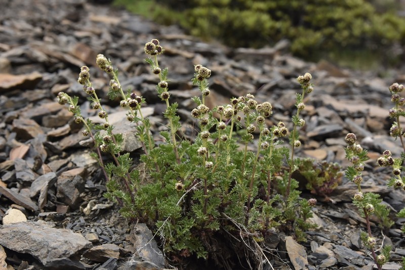 Artemisia tsugitakaensis