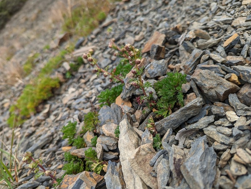 Artemisia tsugitakaensis photo 2