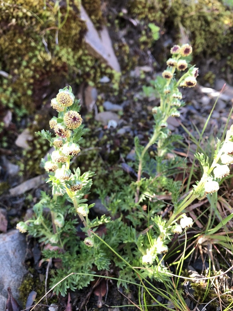 Artemisia tsugitakaensis photo 3