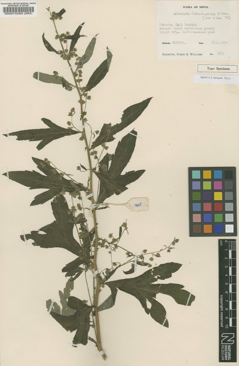 Artemisia tukuchaensis