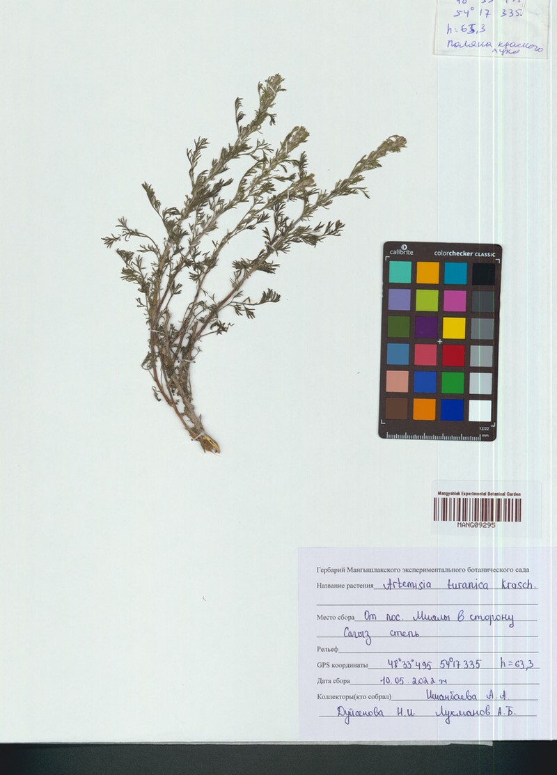Artemisia turanica photo 2