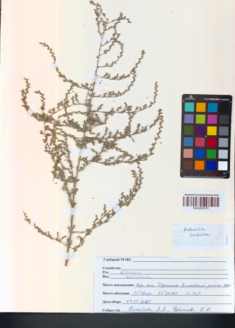 Artemisia turanica photo 3
