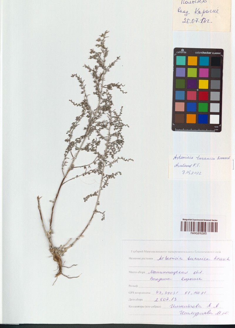 Artemisia turanica photo 4