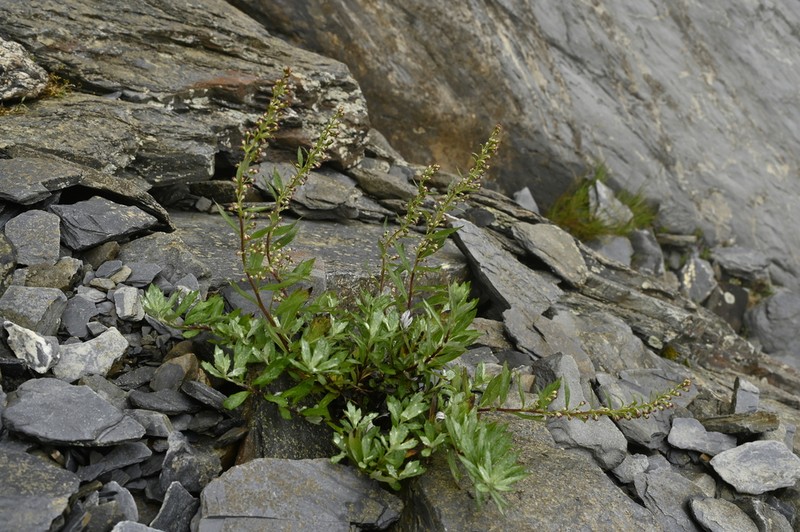 Artemisia tyuosenicola photo 2