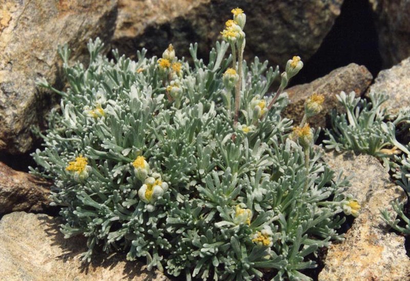Alps Wormwood