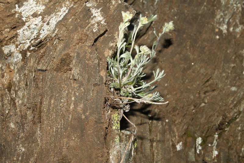 Alps Wormwood photo 2