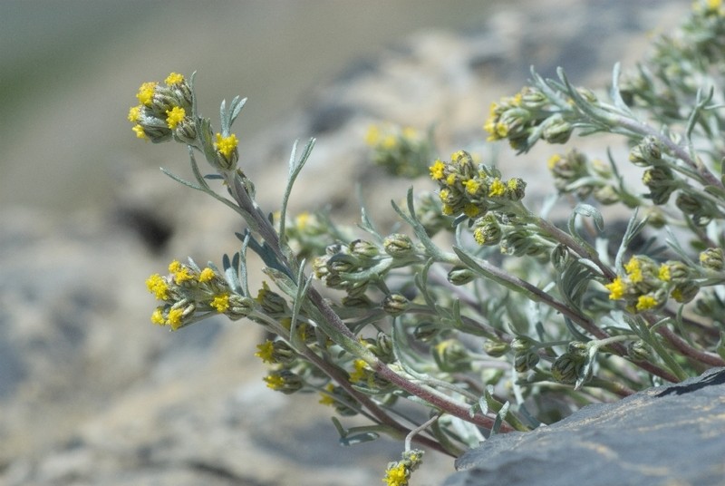 Alps Wormwood photo 3