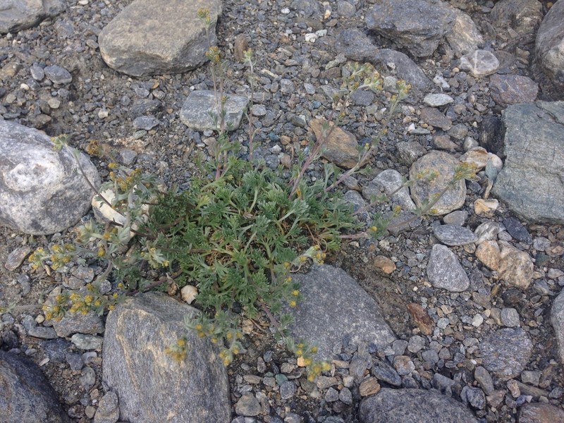 Alps Wormwood photo 4