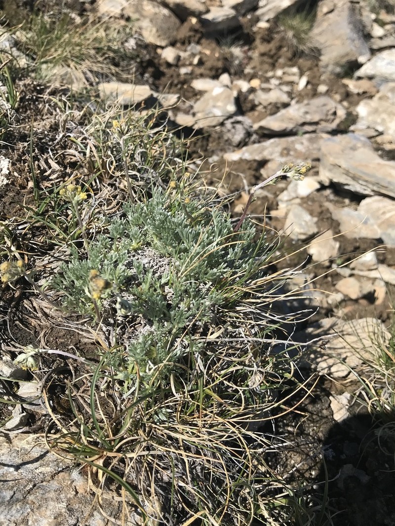 Alps Wormwood photo 5