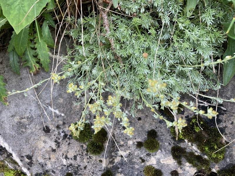Alps Wormwood photo 6