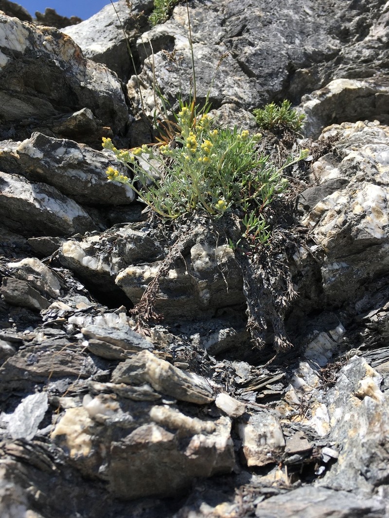 Alps Wormwood photo 7