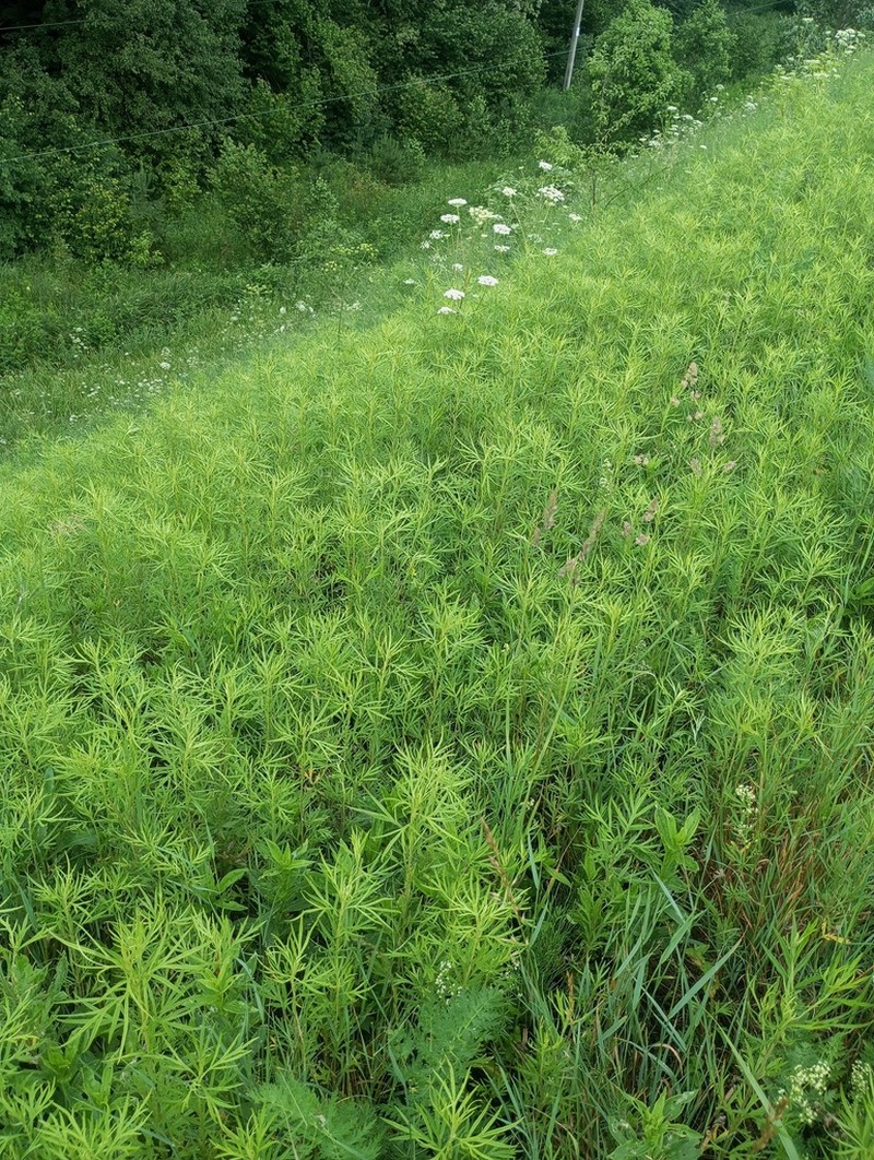 Artemisia umbrosa