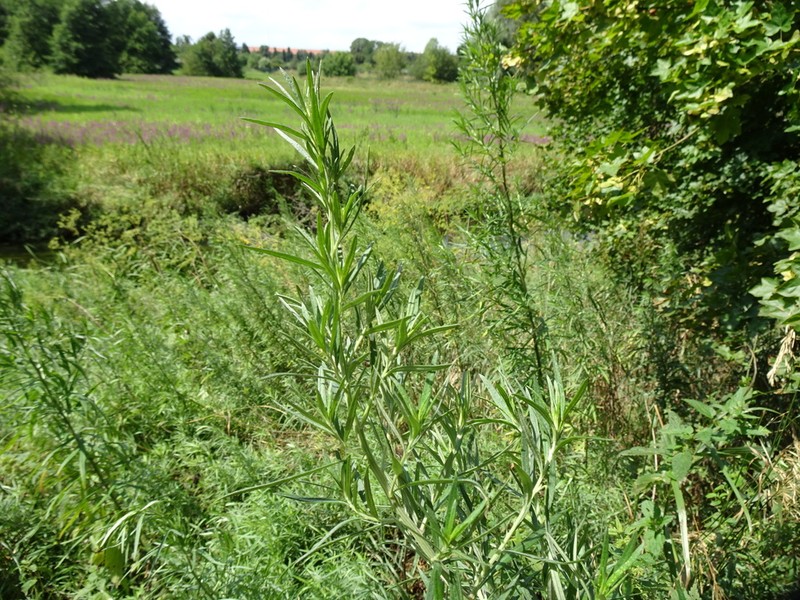 Artemisia umbrosa photo 2