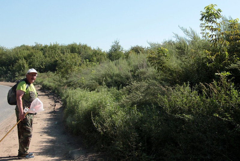 Artemisia umbrosa photo 3