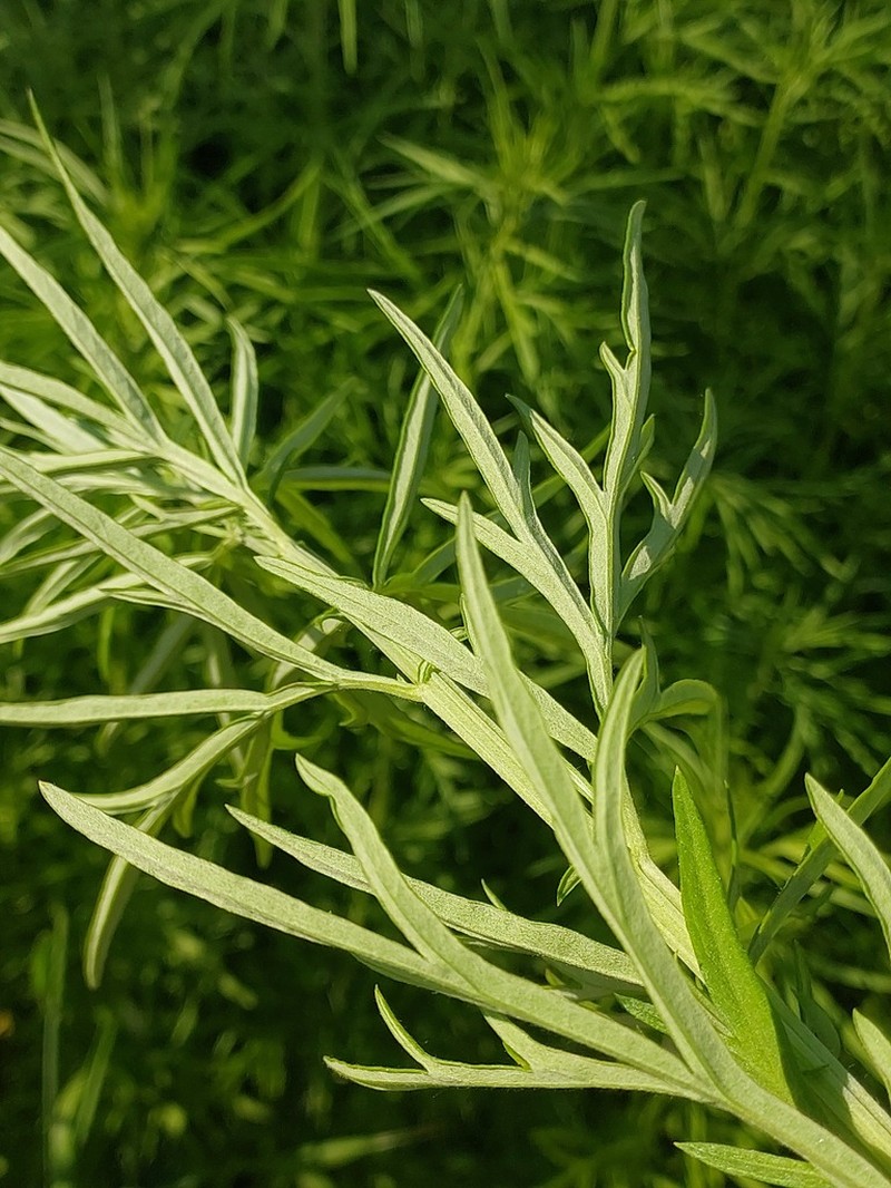 Artemisia umbrosa photo 4