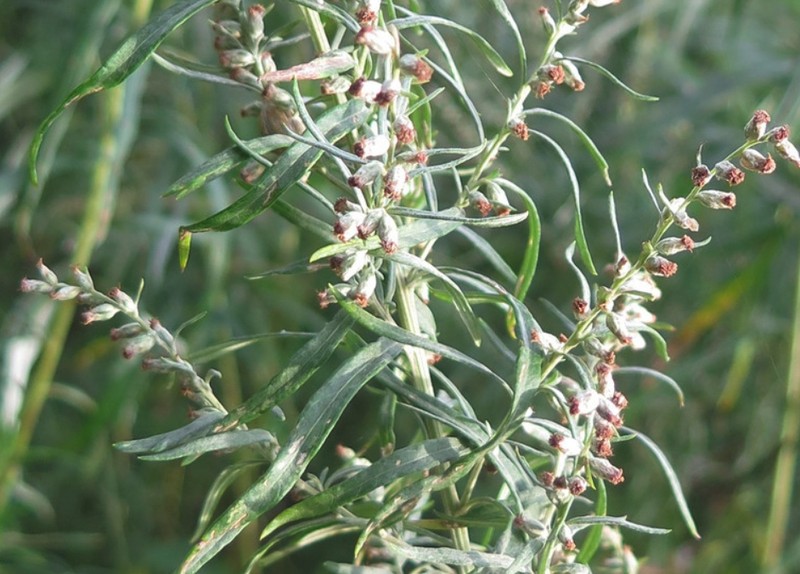 Artemisia umbrosa photo 5