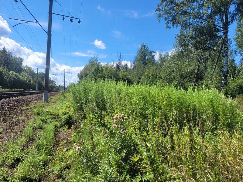 Artemisia umbrosa photo 6
