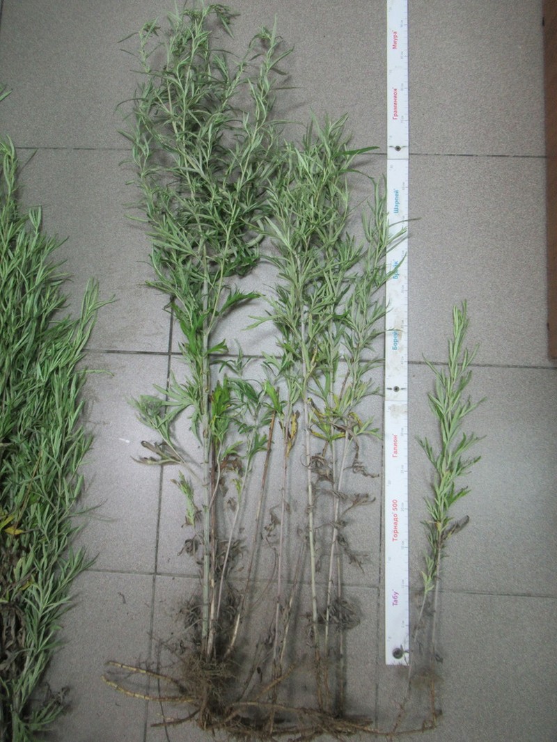 Artemisia umbrosa photo 7
