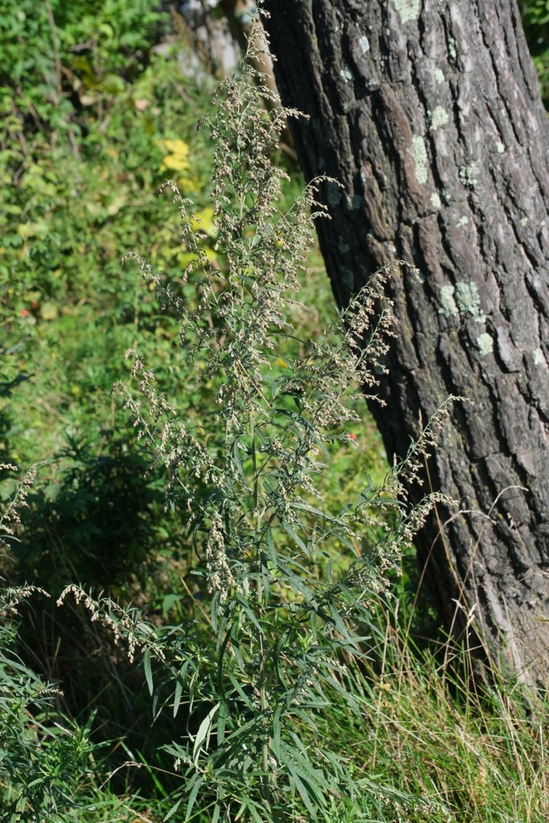 Artemisia umbrosa photo 8