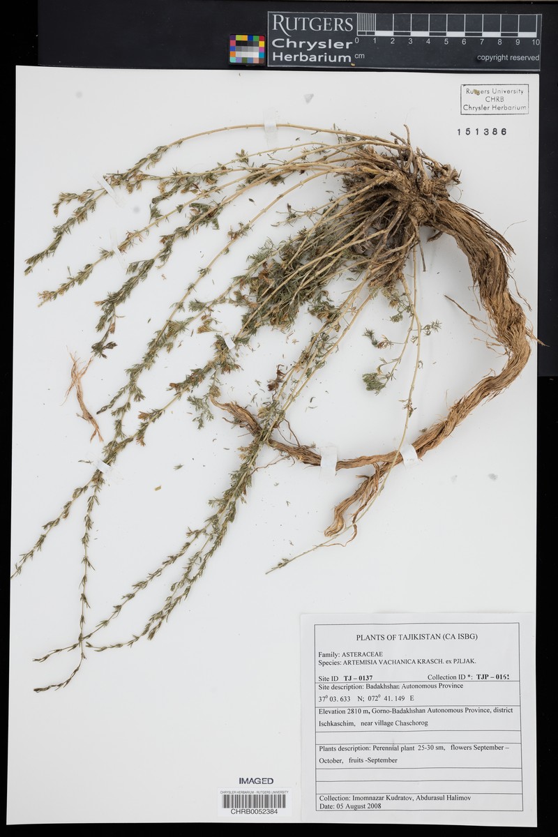 Artemisia vachanica