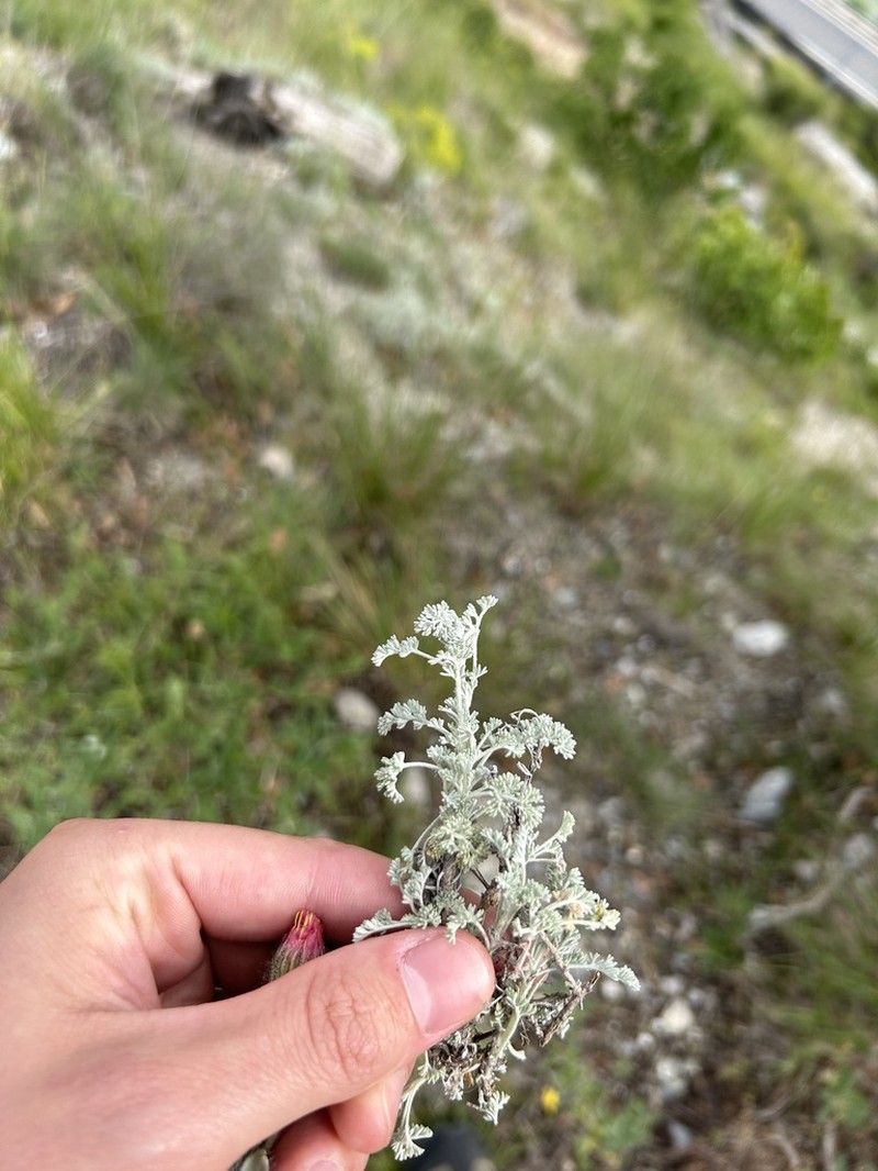 Artemisia vallesiaca