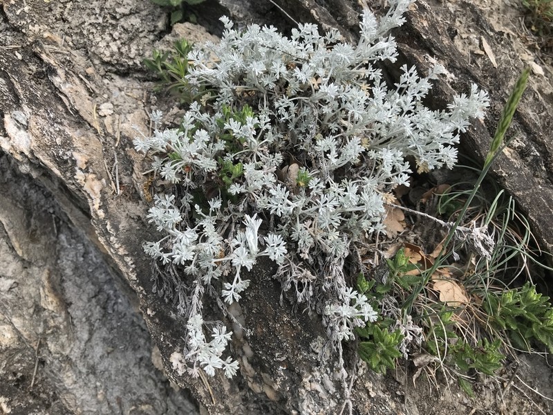 Artemisia vallesiaca photo 2