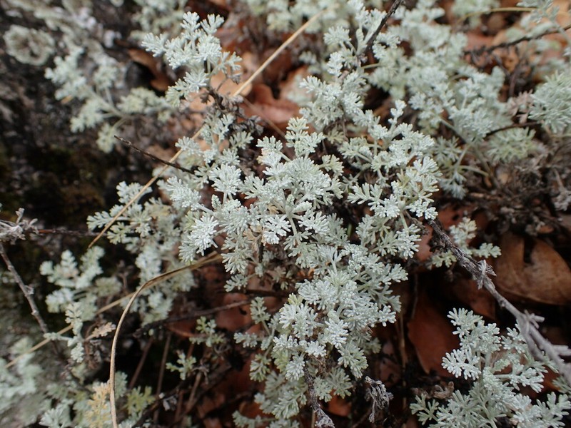 Artemisia vallesiaca photo 3